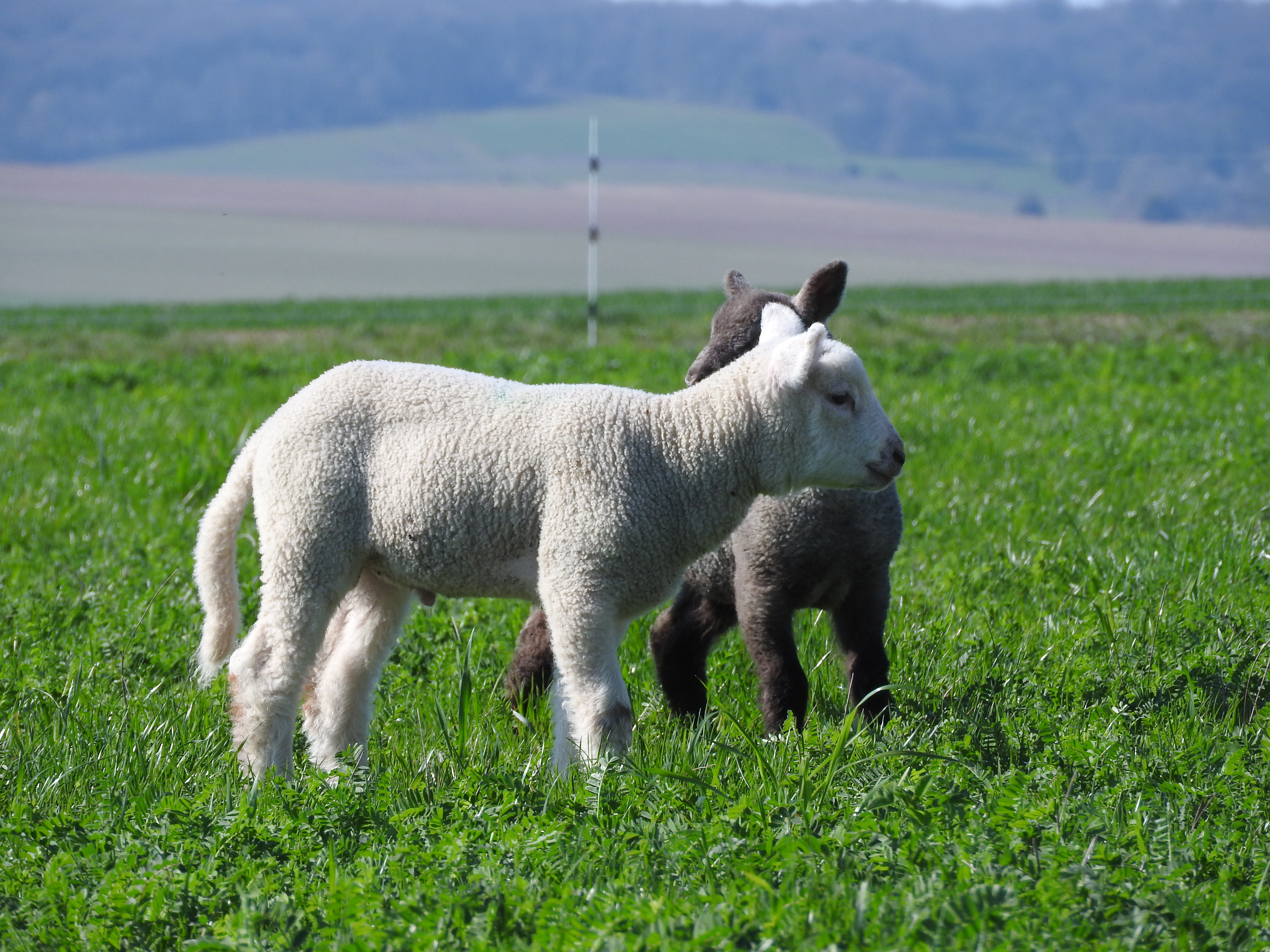 Ferme Fabien Mercier — photo 2