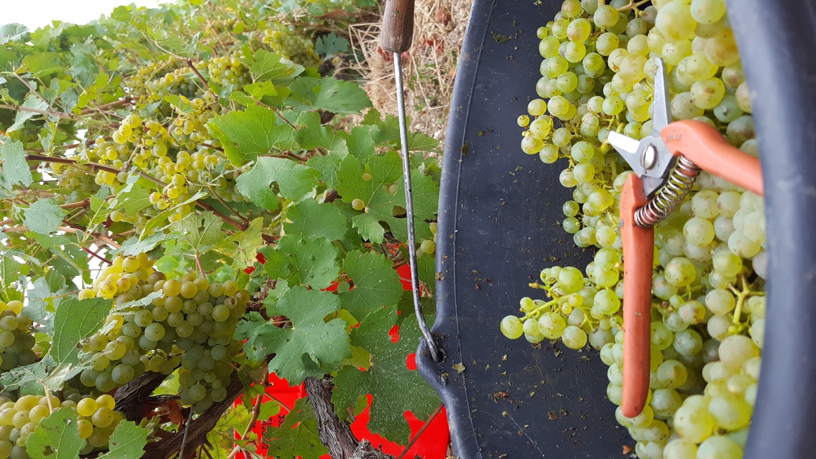 Champagne Hélène Monleau