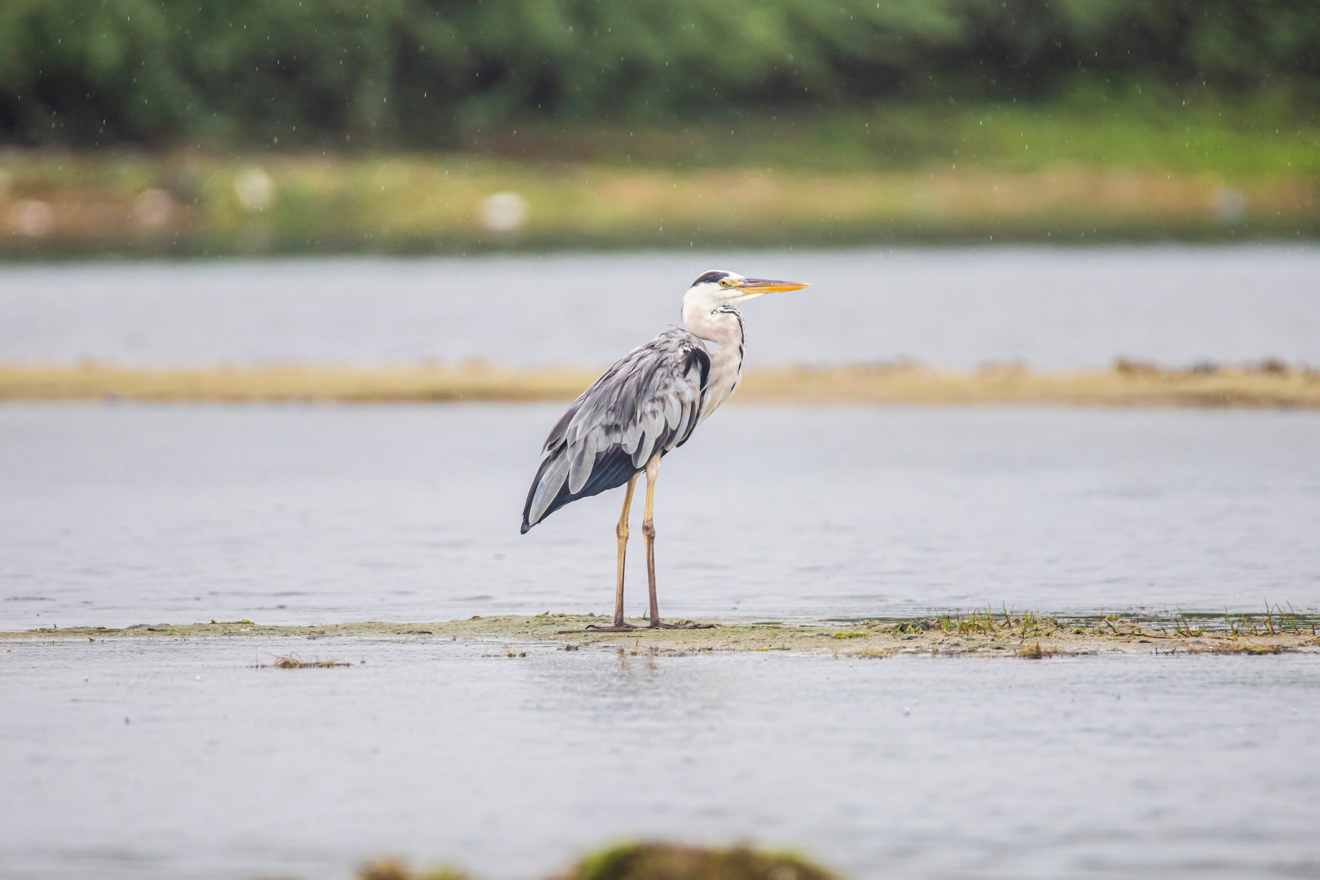 Sortie nature : les oiseaux d'eau, Davrey - photo 3