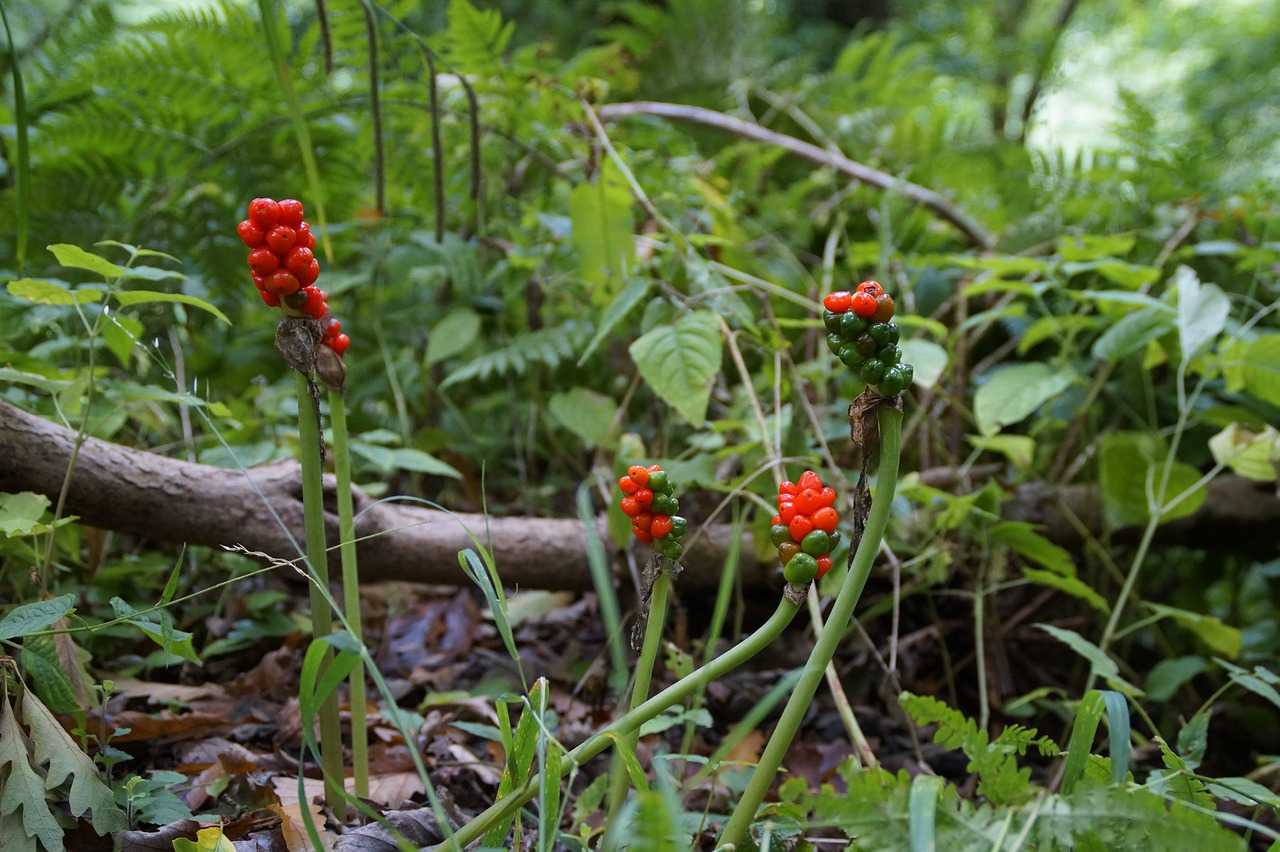 Balade "découverte des plantes sauvages"