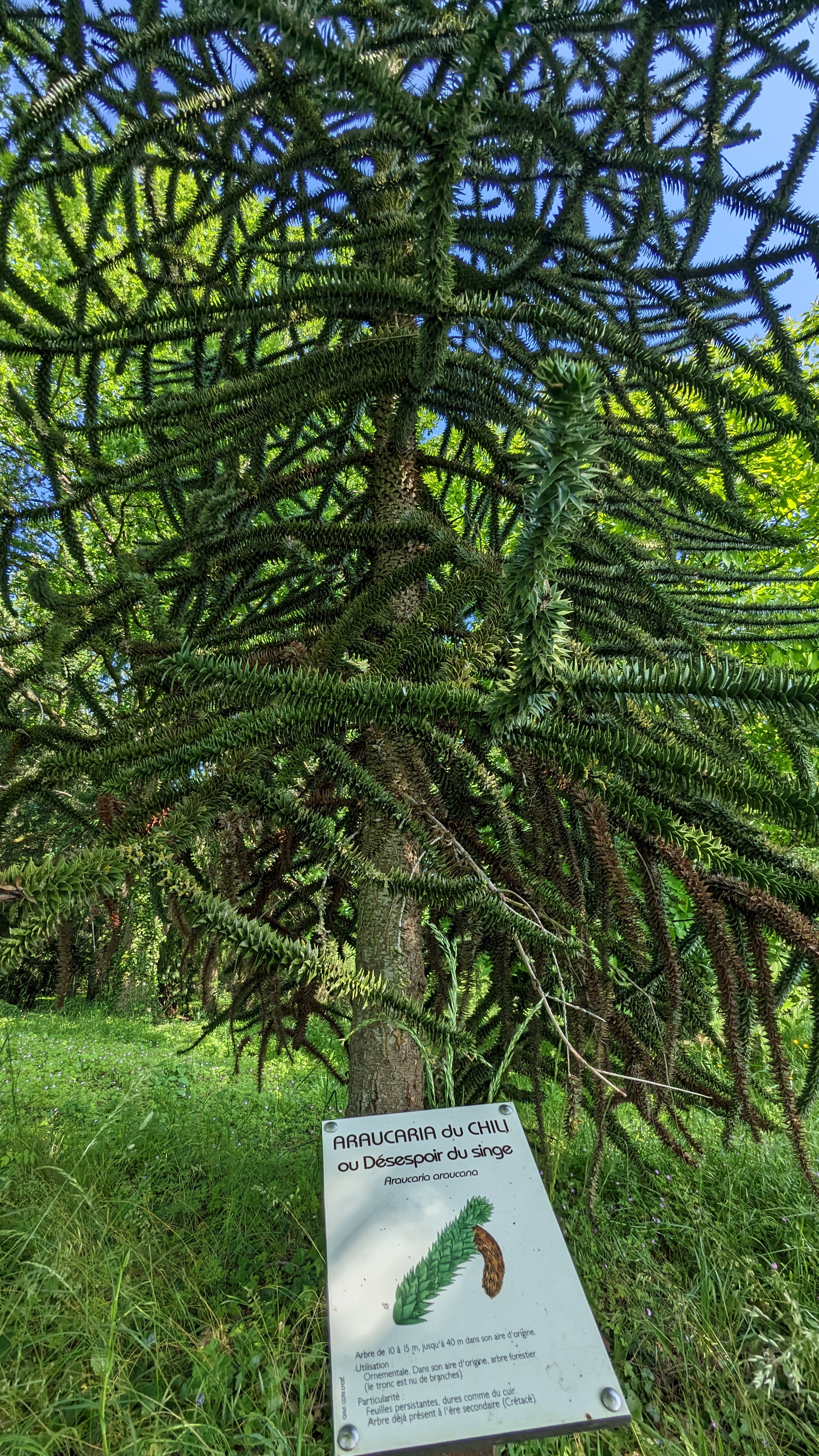 Arboretum de Brienne-le-Château, Brienne-le-Château - photo 4