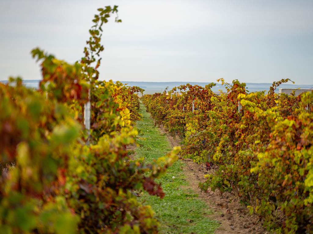 Domaine D'Apronie, Saint-Flavy - photo 7