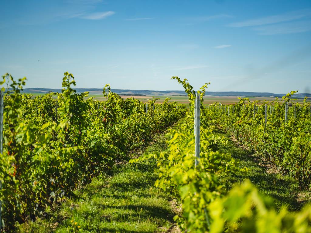 Domaine D'Apronie, Saint-Flavy - photo 16