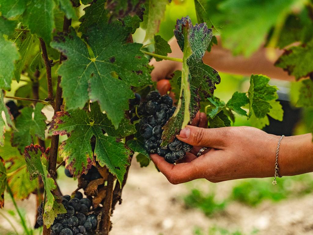 Domaine D'Apronie, Saint-Flavy - photo 10