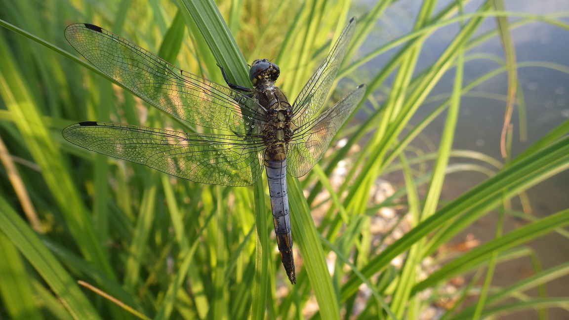 Sorties Nature