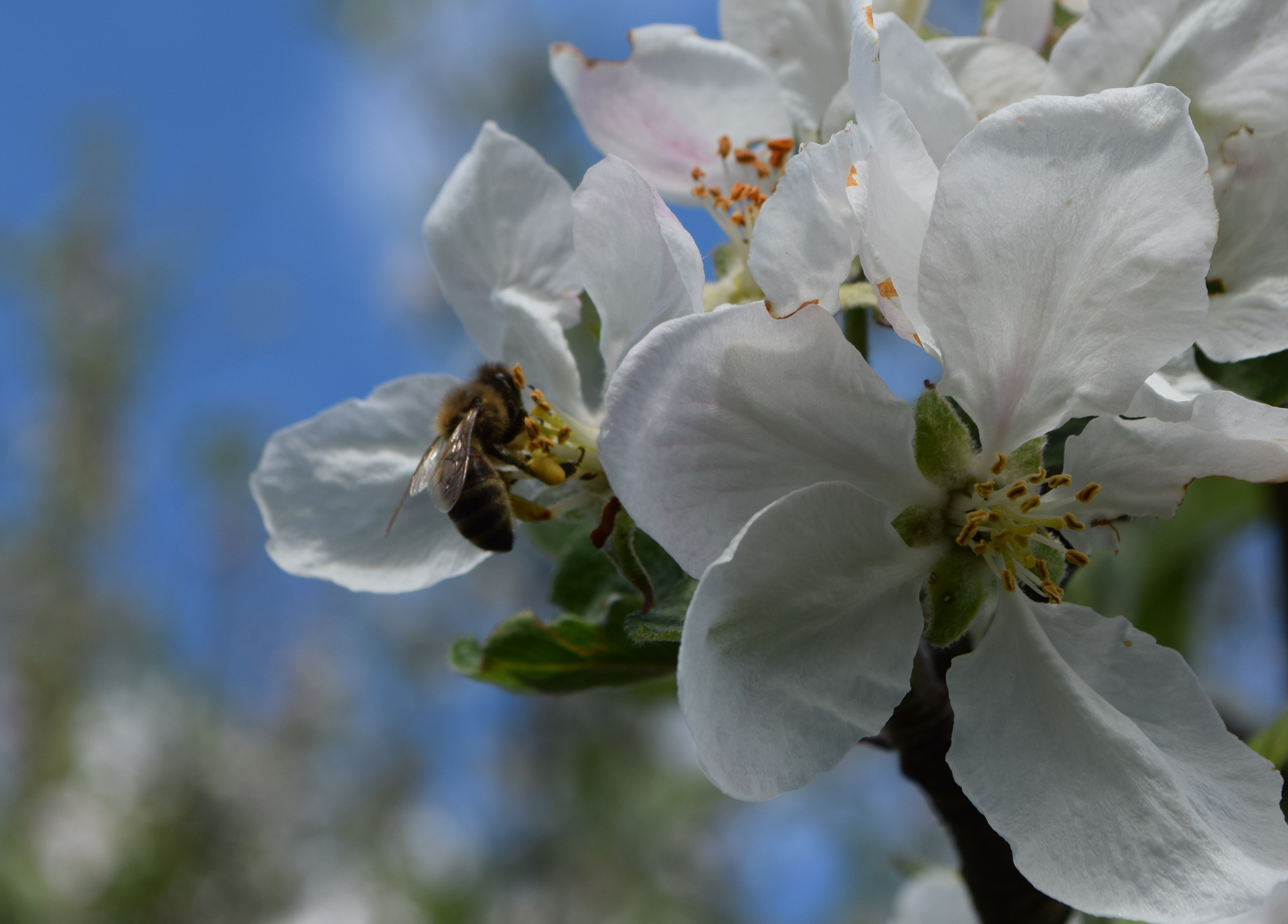 Fête de la Nature : les pollinisateurs — visuel événement
