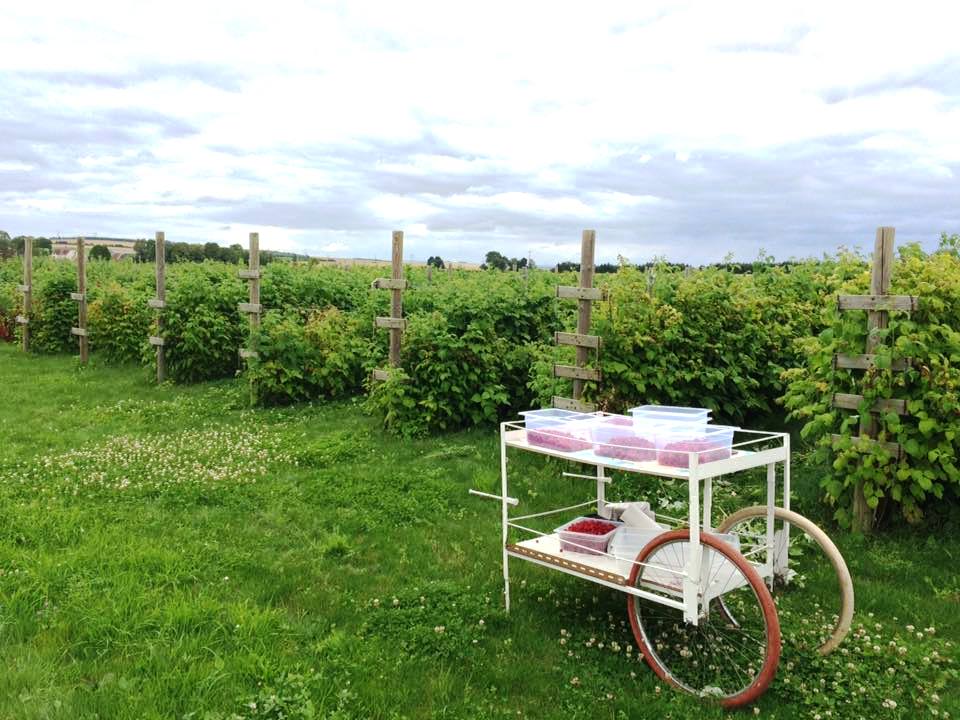 Les Jancélies de Lilie