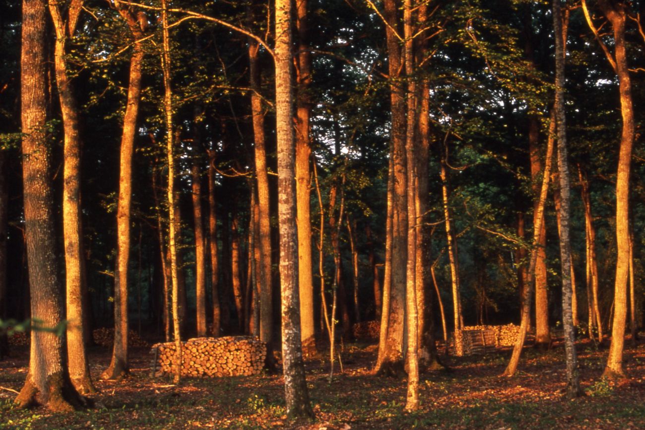 Les lacs et le Parc Naturel Régional de la Forêt d'Orient — photo 2
