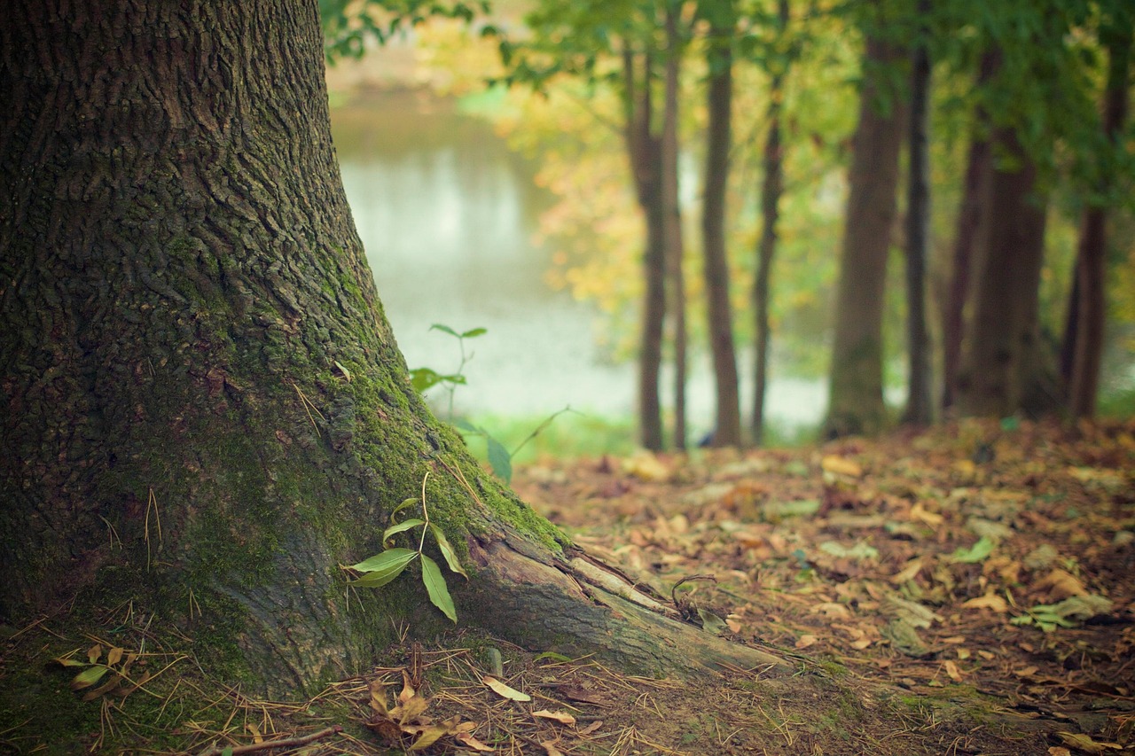 Visite et promenade dans la forêt des Géants Verts