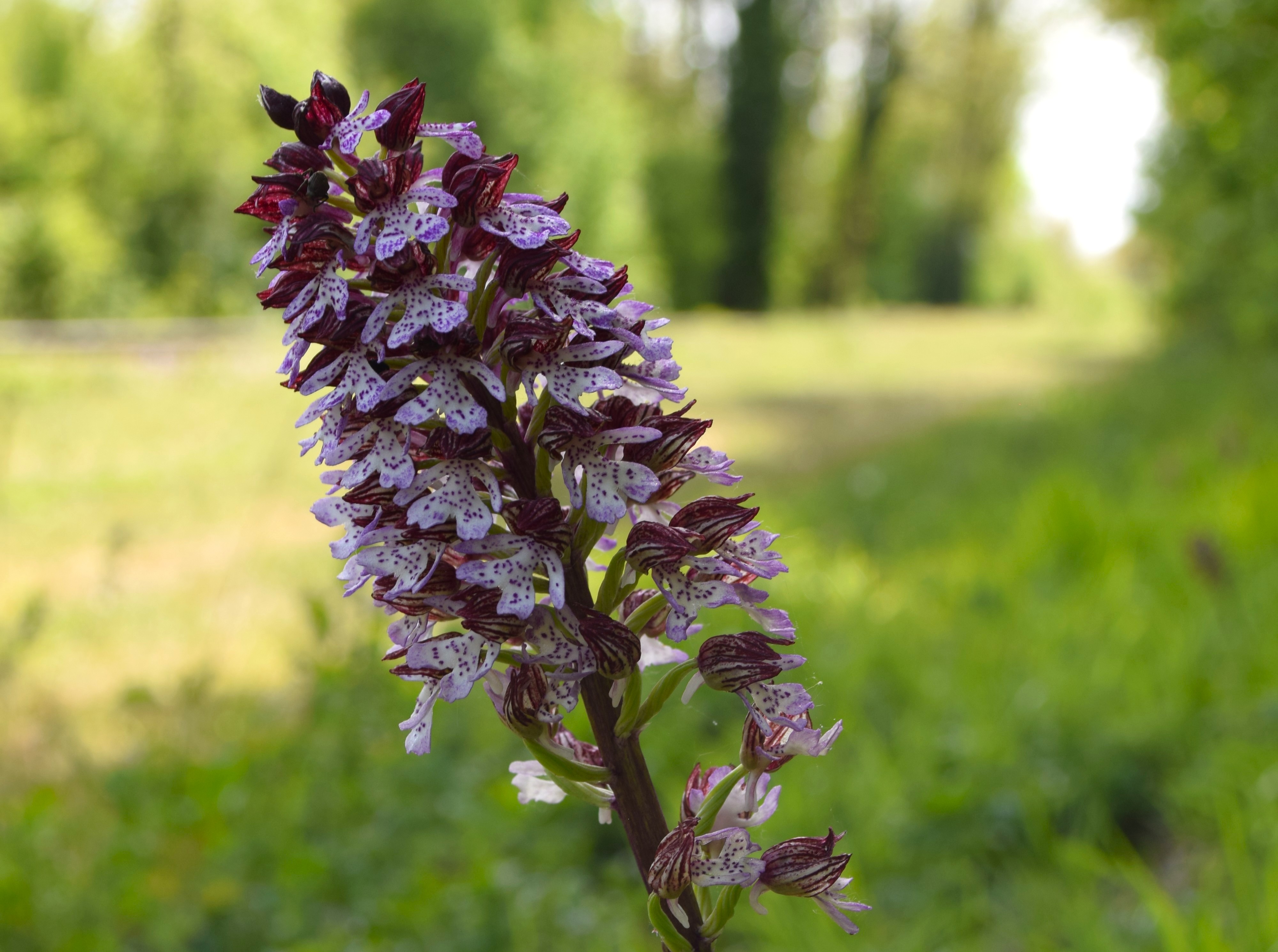 Rendez-vous Nature : le monde des orchidées — visuel événement