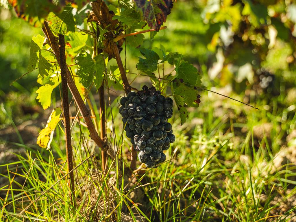 Domaine D'Apronie, Saint-Flavy - photo 12