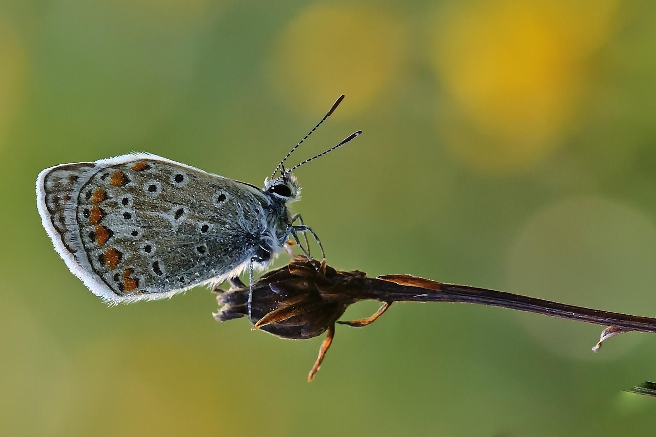 Expo plein air : "Balade estivale de photo nature"