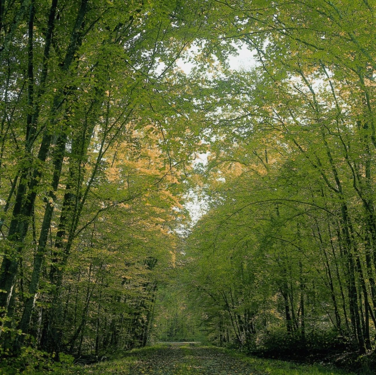 La Forêt du Grand-Orient