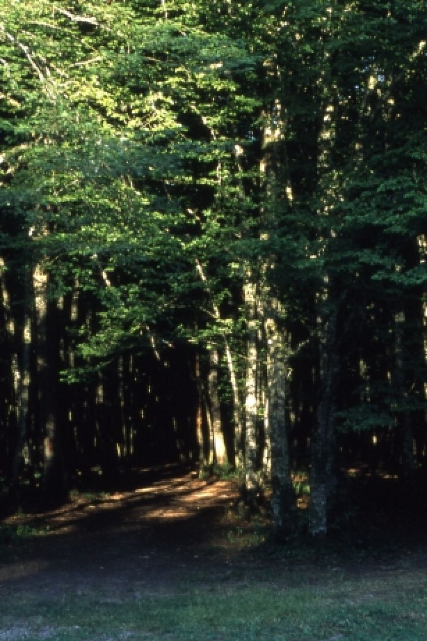 La Forêt de Larivour