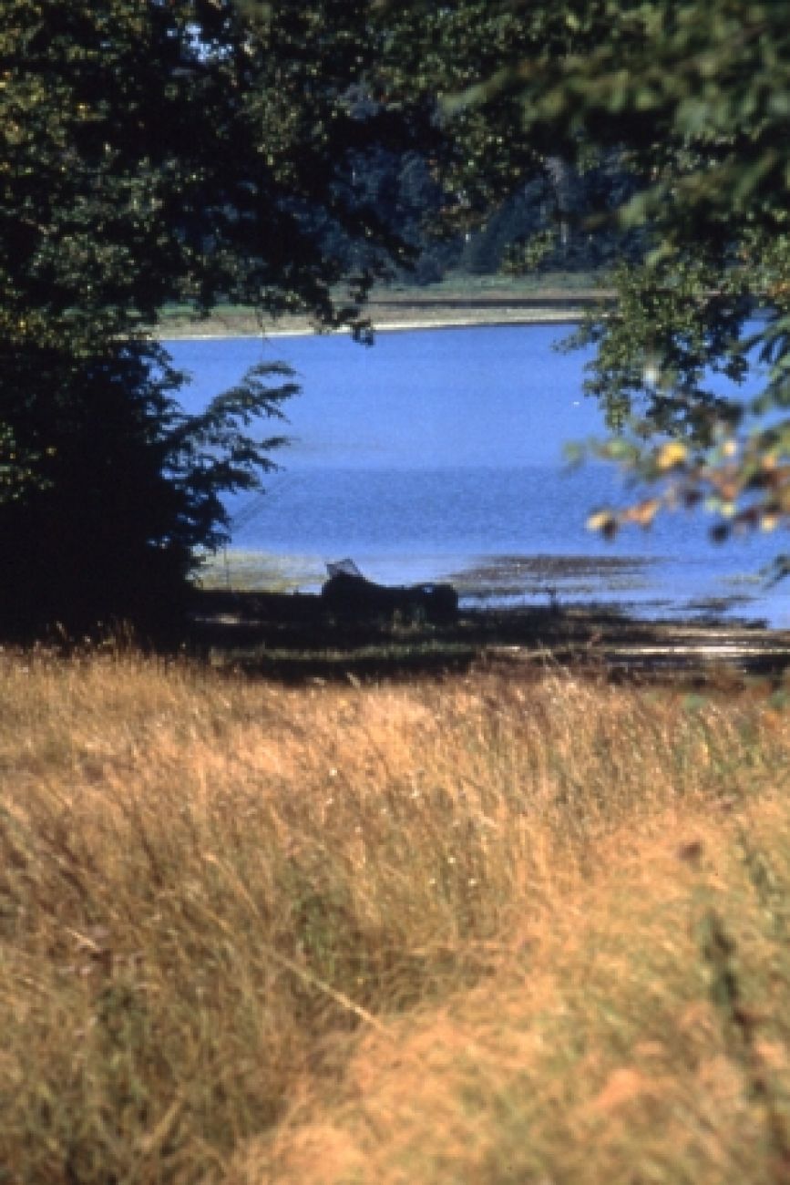 La Forêt du Petit-Orient