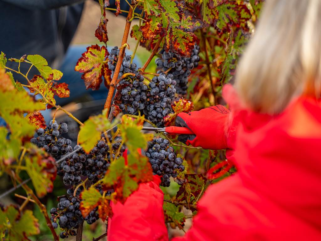 Domaine D'Apronie, Saint-Flavy - photo 17