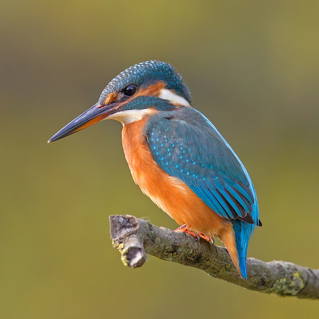 Sorties Nature