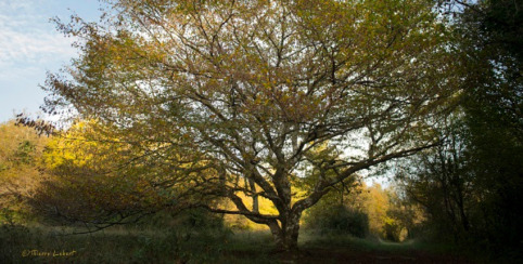 Sorties Nature