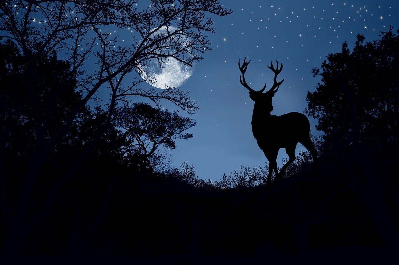 Vivre le brame du cerf en Bivouac