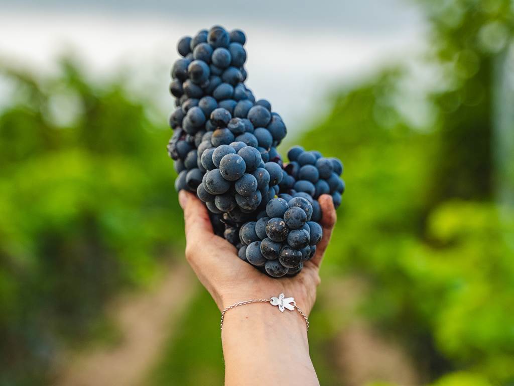 Domaine D'Apronie, Saint-Flavy - photo 8