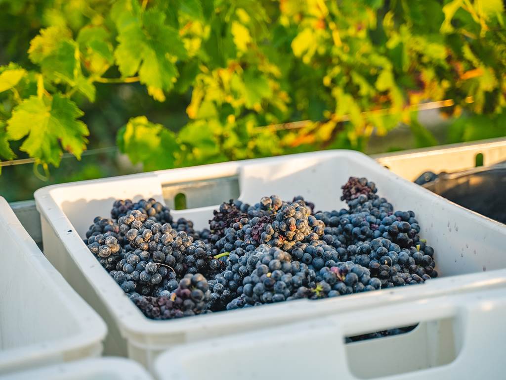 Domaine D'Apronie, Saint-Flavy - photo 13