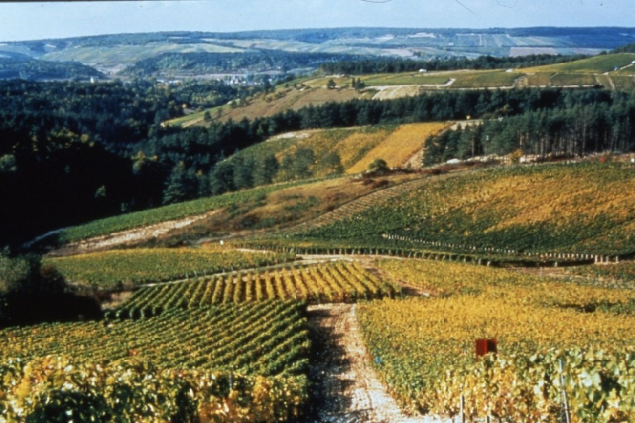 Tour des Vignes, Noé-les-Mallets - photo 3