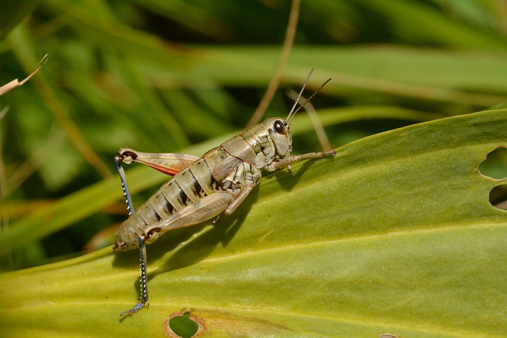 Sorties Nature