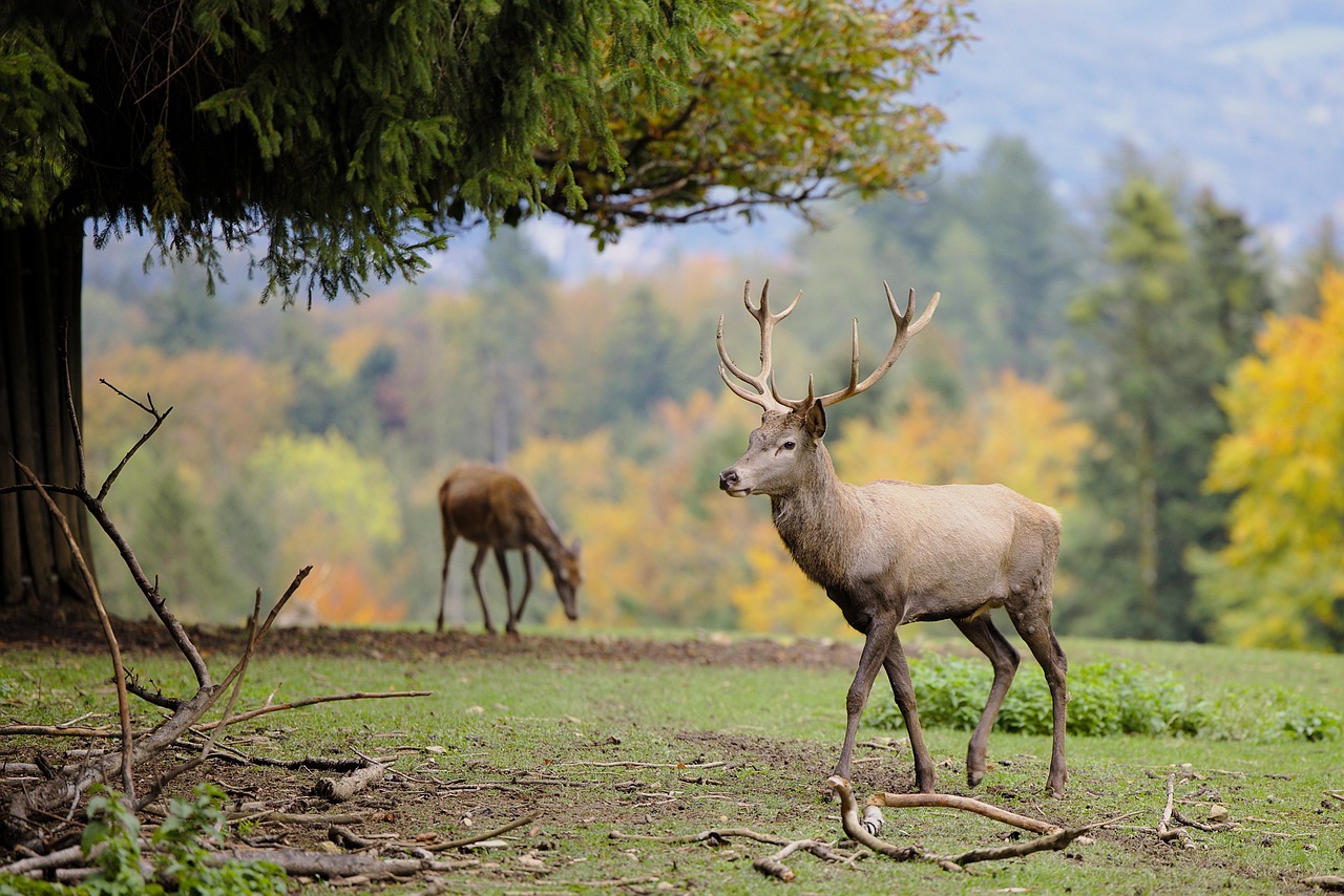 Vivre le brame du cerf