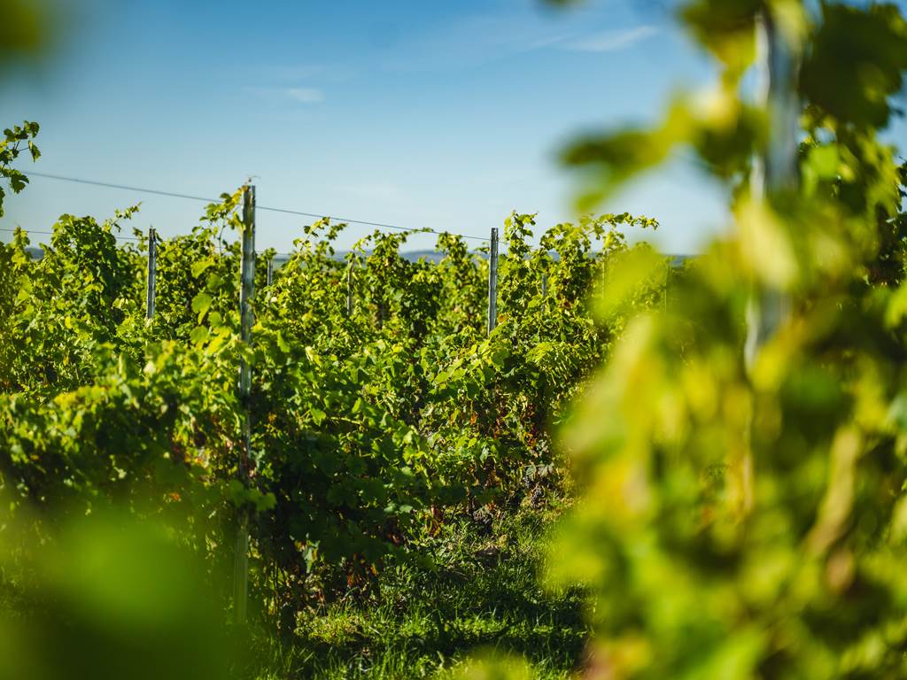 Domaine D'Apronie, Saint-Flavy - photo 19