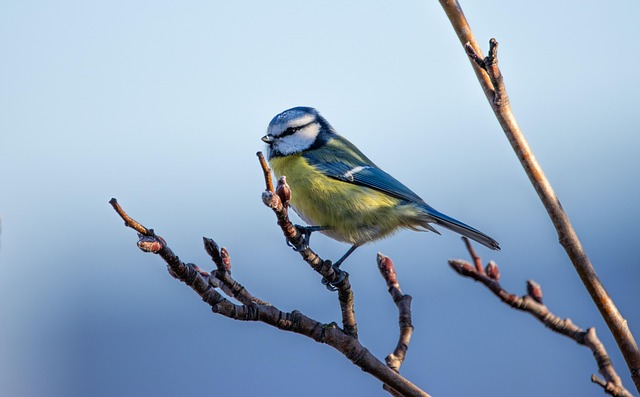 Du roseau à la cime, rencontre avec les oiseaux de notre territoire