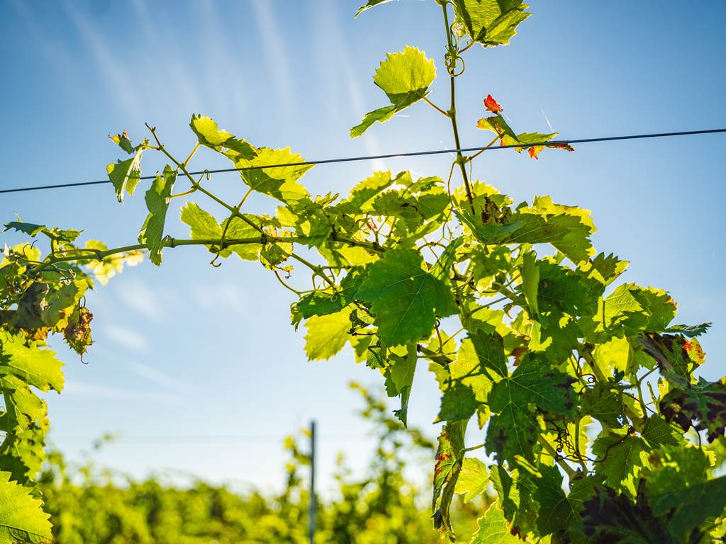 Domaine D'Apronie, Saint-Flavy - photo 14
