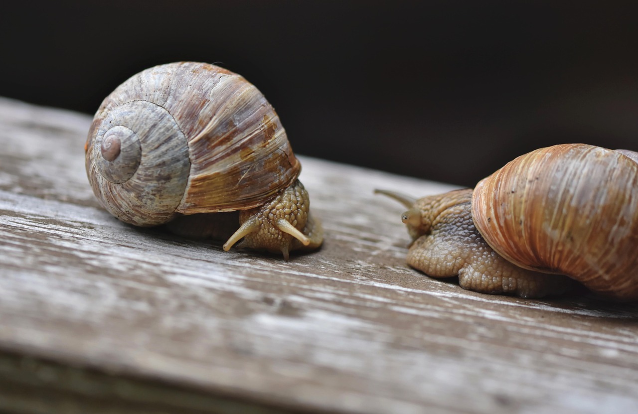 Repas et visite nocturne Les escargots du Pays d'Othe